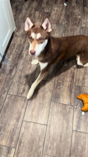 As promised!! Skye went with me to Dunkin and she got to try her first ever donut!! I think I may have created a bad habit lol. #huskysoftiktok #huskylife #spoileddog #tiktok