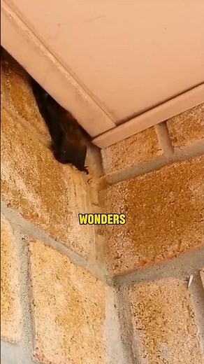 The Smallest Mammal in the World: Meet the Bumblebee Bat !