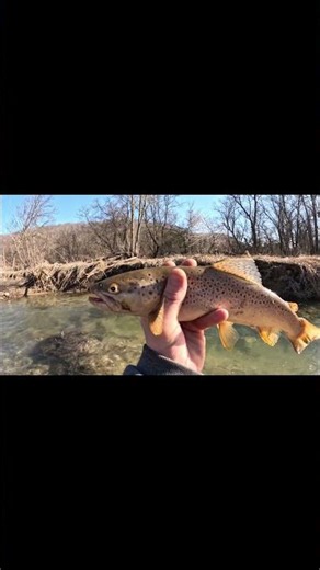 #creekfishing #trout #shorts #driftless #fish
