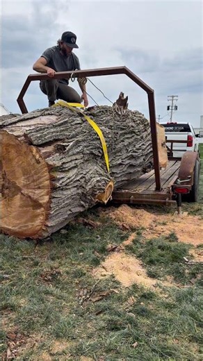 200 year old white oak?!