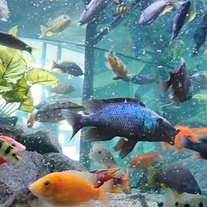 #werbung # May the first, be with you 🚀 # Anubias Aquatic Plants Aqua Rebell Jöst Aquaristic Olibetta Back to Nature Quality Aquarium Backgrounds # #okisback #oliverknott #olivermartinknott #ok_aqua #joestaquaristic #backtonature #aquarebell #olibetta #anubiasaquaticplants #aquarium #aquariumhobby #aquariumdesign #fishtagram #animals #instafish #petstagram #instadaily #ilovefish #fish #fishys | Oliver Knott