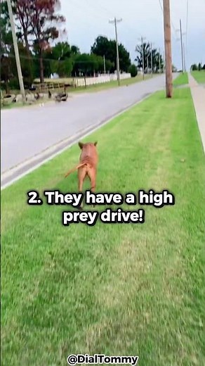 Top 5 Reasons Why You Shouldn't Get A Rhodesian Ridgeback!