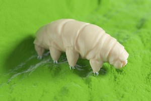 Tardigrades : Les Secrets de l’Animal le Plus Résistant de la Planète - Amphisciences