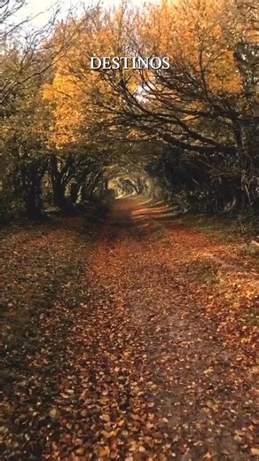 Tres destinos que deslumbran en otoño 🍁🍂 #otoño #transilvania #nuevaorleans #halnaker #viajes | Planeta fascinante