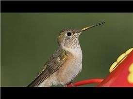 Watch How Do Hummingbirds Reproduce? on Amazon Live