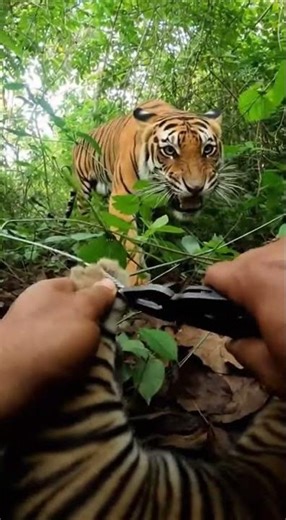 Hands Unwinding Wire in a Dense Thicket Close