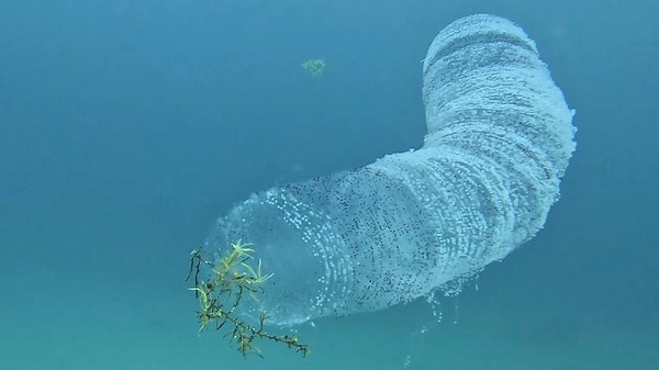 Un buceador se encuentra con una extraña criatura alienígena flotando en el océano