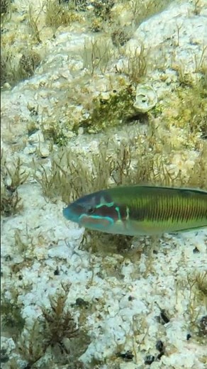 A Flash of Color: Ornate Wrasse 🐠💎🌊