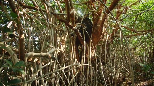 7.7K views · 274 reactions | ️Enjoy our new video to Keola Beamer's...