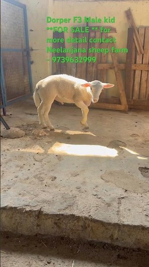Dorper Sheep lamb ||# F3=002 ** FOR SALE ** in Neelanjana sheep farm Mysore -9739632999