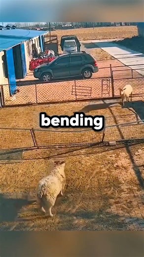 The Ultimate Goat Prank