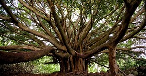 Road to Hana - Things to do along the Hana Highway