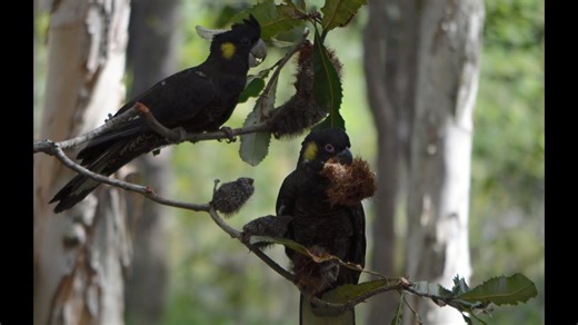 Yellow-tailed black cockatoos: Foraging in the forest near the chook pen
