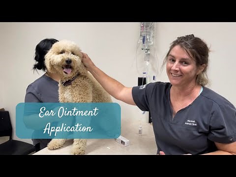 Applying Ear Ointment to Your Dog’s Ears