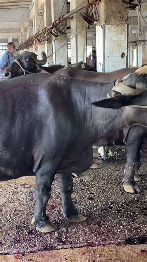 Buffalo Handling Before Slaughter | Skilled Butcher at Work🐃 #shortsfeed #livestock #slaughterhouse