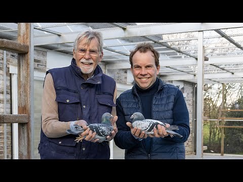 NPO Champions 2025: Gerard and Bas Verkerk - National Ace Pigeon Middle Distance