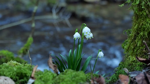 Snowdrop, Flower, Spring. Free Stock Video