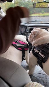 The ADP4 are on the road! We are getting a late start because of the rain but it’s just about a four hour drive so we will be there in no time. Everyone is ready! Oh Augie & Gigi… | Augie Doggy’s Place