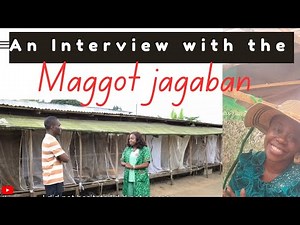 Learn everything you need to know about Black Soldier fly farming | How to start BSF Maggot farm