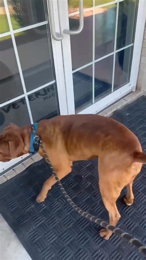 Peter is available. View all our available dogs in the Adoptable Dogs photo album on Facebook. APPLY TO ADOPT BELOW: https://form.jotform.com/73603473068256 Message us for more information. #novascotia #newbrunswick #pei #maritimedogs #dogs #dogrescue | The Relinquished Souls Animal Rescue Society Reg non-profit # 3318351