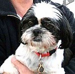 Puppy mill dog missing