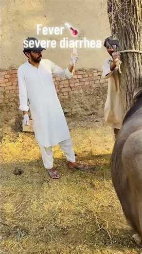 Buffalo Fever & Diarrhea 🐃🌡️ Causes & Treatment#shorts