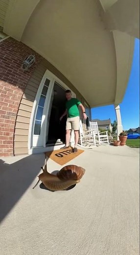 Giant Snail Nearly Gets Stepped On!