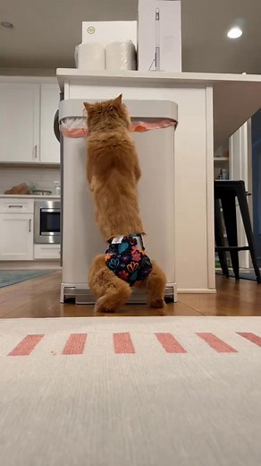 its the determination for me 🐱 | Katie Beth Miedaner