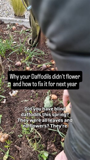 44 reactions | Did your daffodils skip flowering this year? You’re...