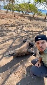 Here lives the most dangerous reptile in the world, the Komodo dragon.