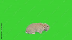 4K Small lop rabbit on green screen isolated with chroma key, real shot. Bunny hopping around sniffing.