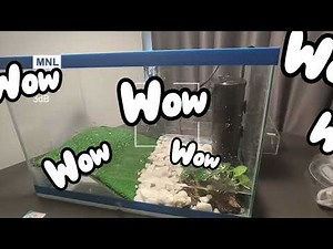 Easy Beginner’s Guide to Setting Up a Turtle Tank