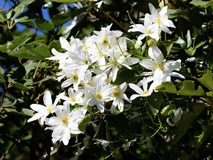 How To Grow And Care For Clematis - Bunnings New Zealand