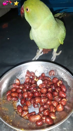 Mithu ko bhuk lagi🦜#funny #trending #cute#parrot #comedy #viralshorts #pets #love#youtubeshorts