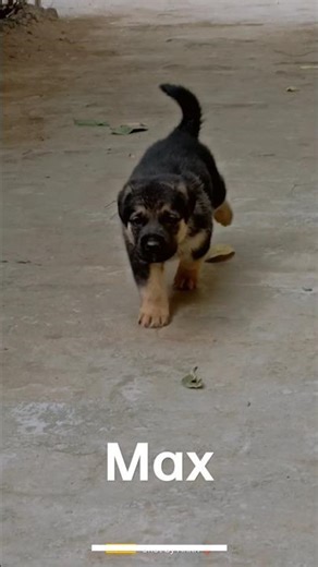 German Shepherd and Rottweiler mix Dog puppy.🥰 Its A Hybrid Puppy🐶 #gsd #rottweiler #puppy