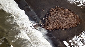 35,000 walruses 'haul out' of Alaska