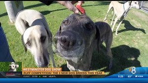 3 new breeds are ready to run with Westminster dog show pack