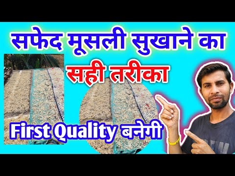 Safed musli ko इस तरीके से sukhayenge तो 100% first Quality ka mall बनेगा ||