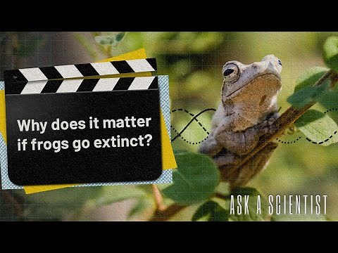 ASK A SCIENTIST...Why does it matter if frogs go extinct