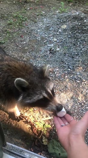 Celebrating Raccoons: Lil Mariko Sempai's Love