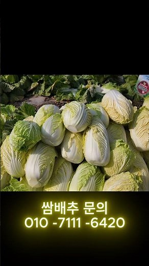 아주 빠르게 보는 해남 쌈배추 수확 과정 #해남 #전남농산물 #해남농산물 #전라남도 #국내농산물