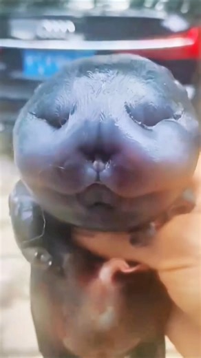 388K views · 5.3K reactions | Can This Swollen Puppy Survive? Miraculous Rescue! #animals #lovestory #pets #rescue #dog | ZooimeZoo | Facebook