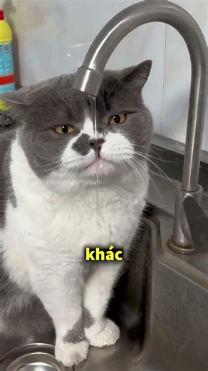 This is why cats always look a thousand times more elegant than dogs 🤯