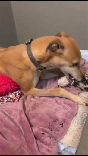 Did you know greyhounds love to play? 💚🐾 Three year old Roo is full of personality and loves her toys, showing just how playful these gentle dogs can be! 😁 She’s looking for a loving forever home. 🏡 To meet Roo or find out more, please get in touch with the National Greyhound Centre. 🐾 📞: 0204 599 7471 📧: nationalgreyhoundcentre@greyhoundtrust.org.uk #greyhoundplay #greyhoundsmakegreatpets #adoptagreyhound | Greyhound Trust