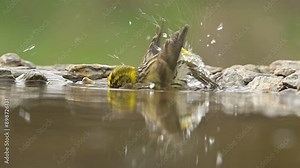 European serine Serinus serinus bathing detail in garden pond garden park draw feathers eyes warbler bird close-up watching ornithology brightly colored yellow-green cute darling endangered Europe