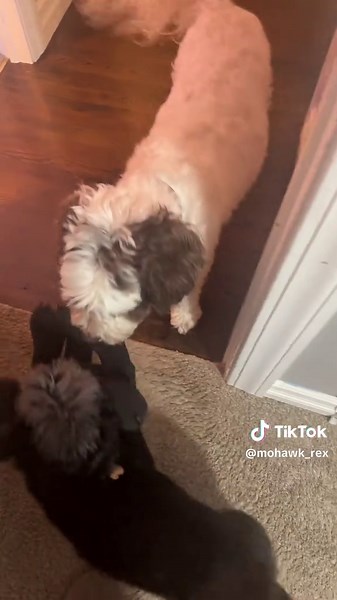 Mohawk Rex (@mohawk_rex)’s videos with original sound - Mohawk Rex