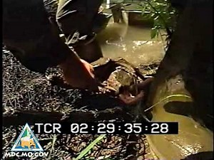 Alligator Snapping Turtle Bites Researcher