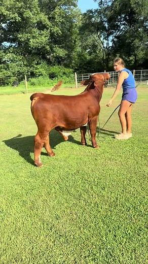 #fypシ #showcattle #beefmaster