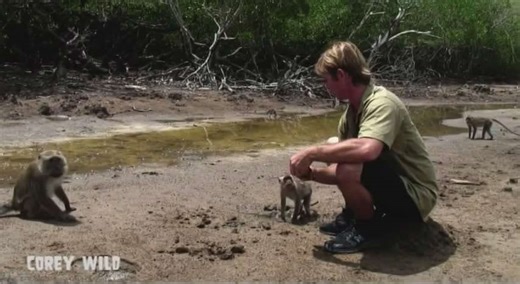 Macaque monkey madness