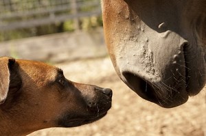 How To Use Equine Wormers For Dogs - Cuteness